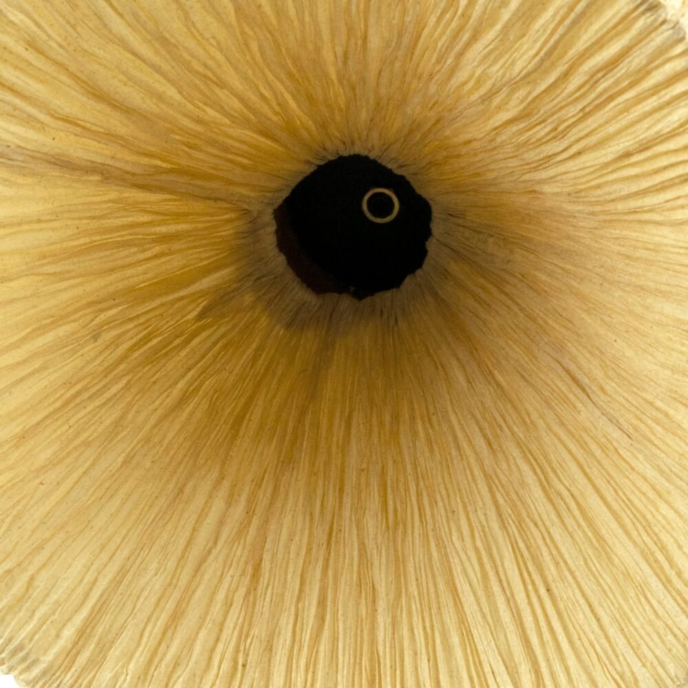 Dandelion Pendant Lamp - Image 25