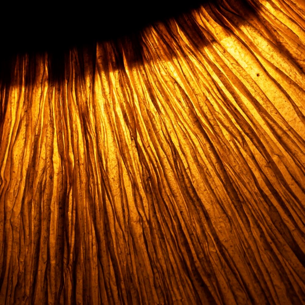 Dandelion Pendant Lamp - Image 20